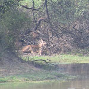 The Cranes In Bharatpur