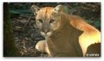 The Florida Panther