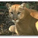 The Florida Panther