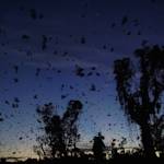 Seeing Bats In Summer Time