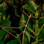 Come Back Walking Sticks