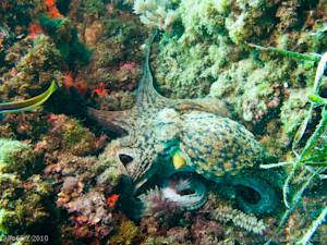 Has The Mediterranean Lost Its Colors For Good?