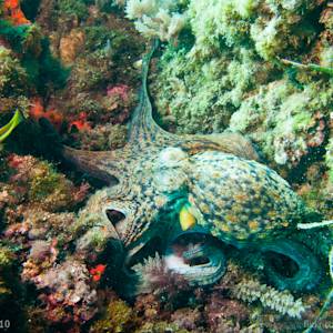 Has The Mediterranean Lost Its Colors For Good?