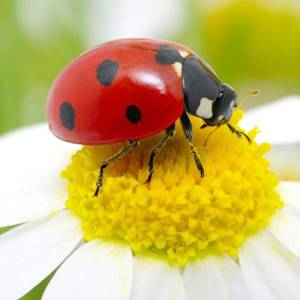 Ladybugs