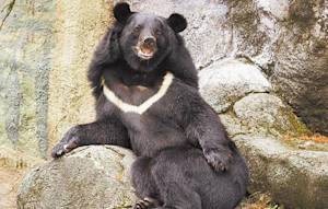 Formosan Black Bear