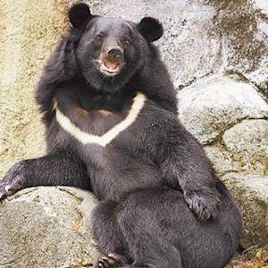 Formosan Black Bear