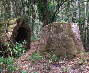 The Memory  Of An  Ancient Forest 