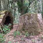 The Memory of an Ancient Forest