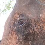 Elephants