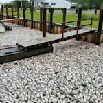 Hundreds Of Dead Fish Washing Up On Long Island