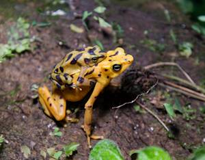 Atelopus Zeteki And Santiago, My Grandson