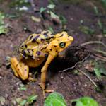 Atelopus Zeteki And Santiago, My Grandson