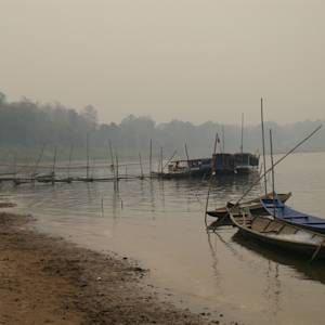 Mekong Giant Catfish