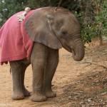 Orphaned Elephants While Adorable Tell A Devastating Story