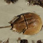 Horseshoe Crab