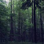 Nothing Lasts Forever.