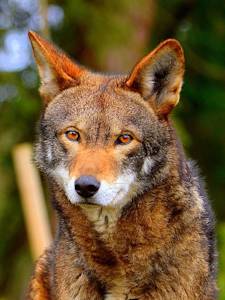 Red Wolf