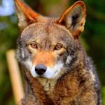 Red Wolf