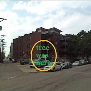 A Tree In Bloomfield