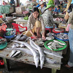 Fish In The Mekong Delta
