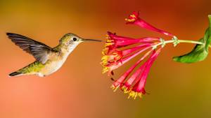 Tiny Hummingbirds