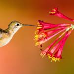 Tiny Hummingbirds