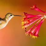 Tiny Hummingbirds
