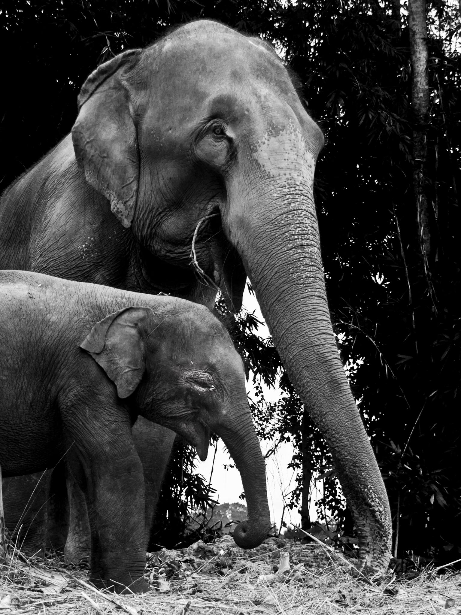 What is missing? Elephant Ride Should Be Banned Or Not?