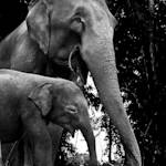 Elephant Ride: Should Be Banned Or Not?