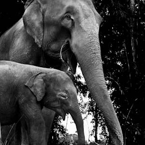 Elephant Ride: Should Be Banned Or Not?