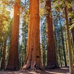 They Once Stood Tall