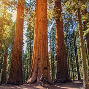 They Once Stood Tall