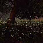 Where Are The Lighting Bugs?