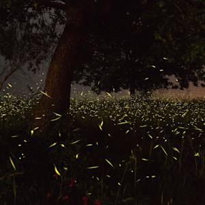 Where Are The Lighting Bugs?