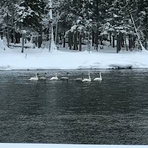 Seven Swans-a-Swimming