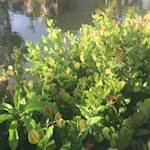 Cry On Nature's Shoulder