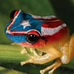 El Coquí Puertorriqeño