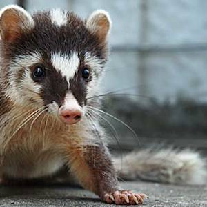 Where's The Civet Cat?