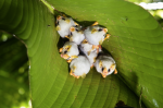 Honduran White Bat