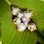 Honduran White Bat