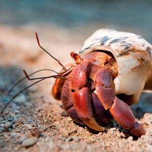 Fading B.V.I Soldier