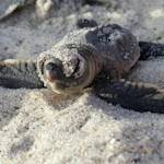 Sea Turtles
