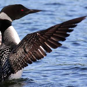 Where Have The Loons Gone?