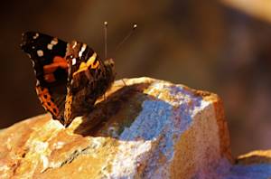 Dancing Butterflies