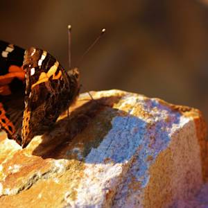Dancing Butterflies