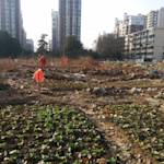 Urbanization Distances Everyday Life From Nature