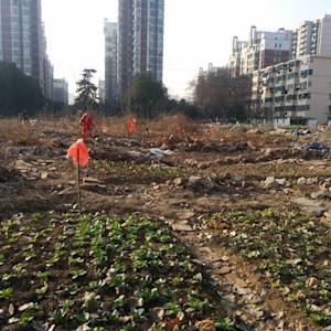 Urbanization Distances Everyday Life From Nature