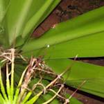 La Isla Sin Canción (The Island Without Song)