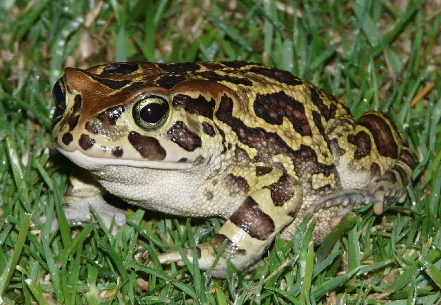 What is missing? | Mass Toad Migration