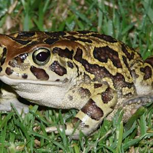 Mass Toad Migration